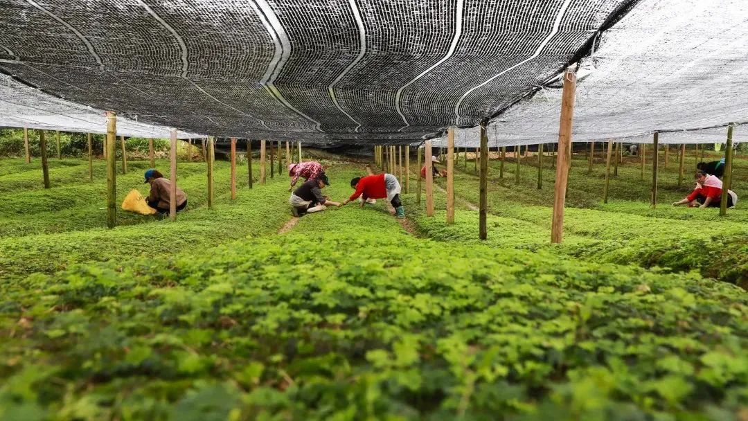北京富硒茶恩施玉露价格