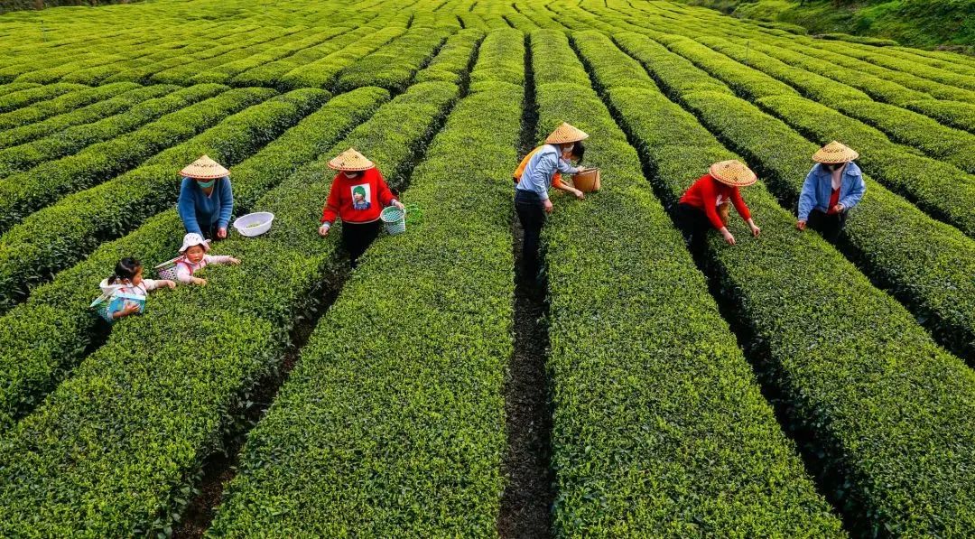 北京富硒茶恩施玉露价格