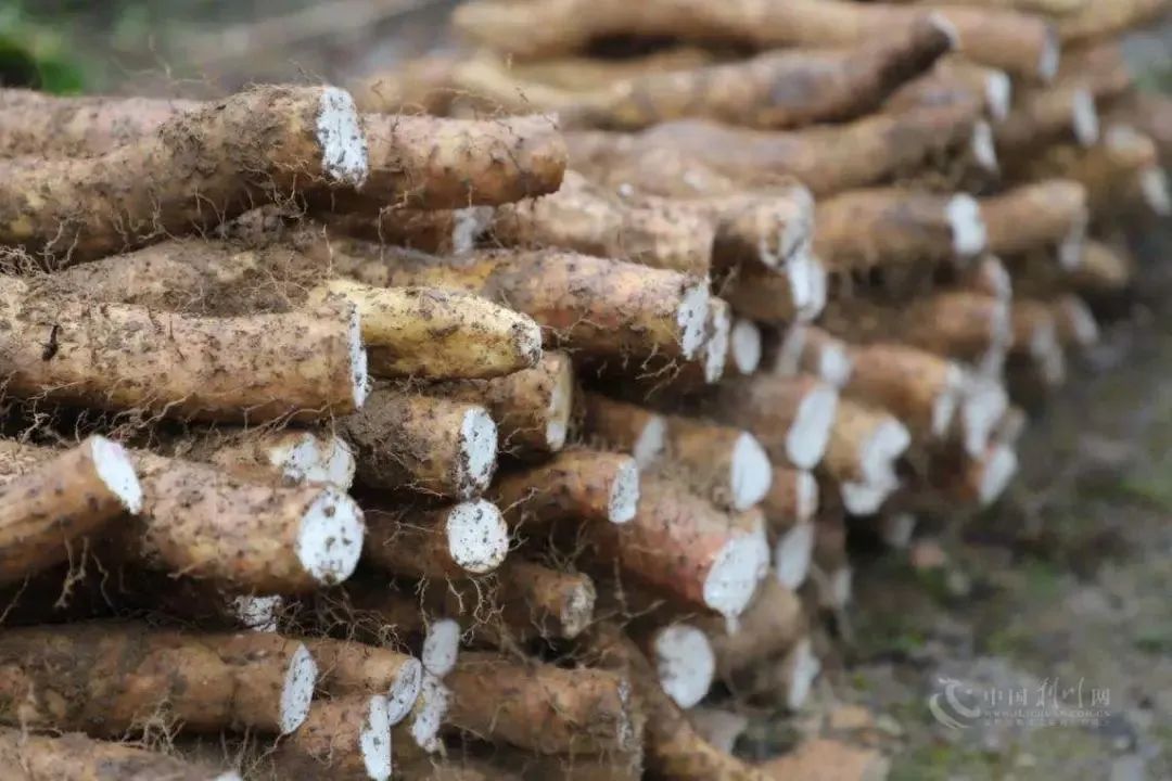 北京富硒茶恩施玉露价格