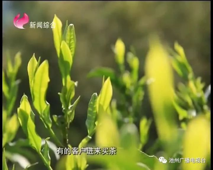 仙寓山富硒茶属于什么茶