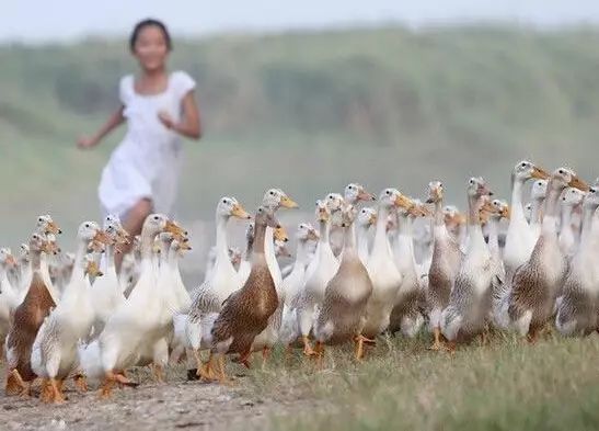 恩施富硒茶什么品牌好吃