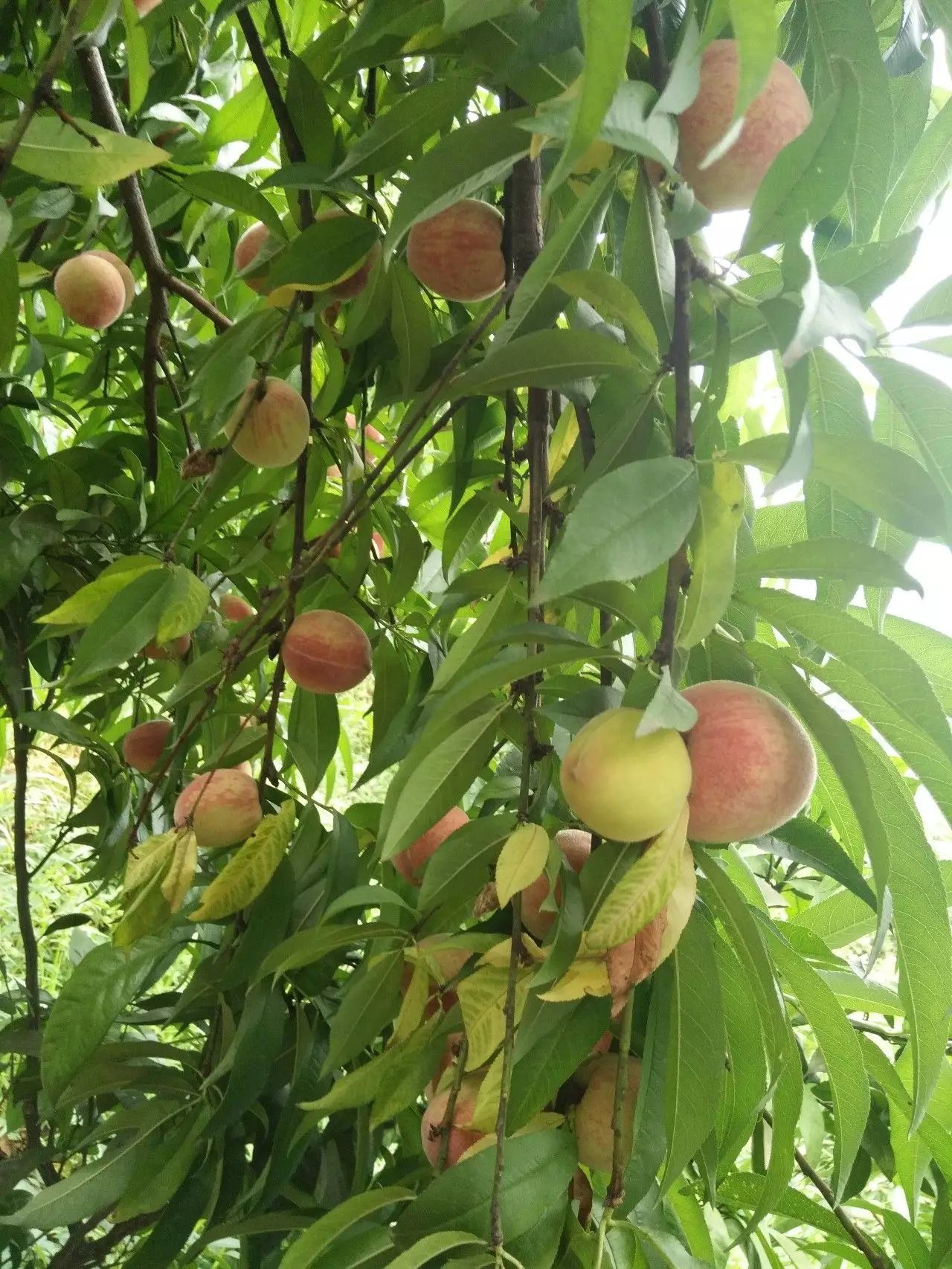 恩施富硒茶什么品牌好吃