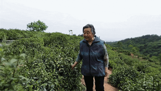 安康富硒茶陕茶一号茶苗