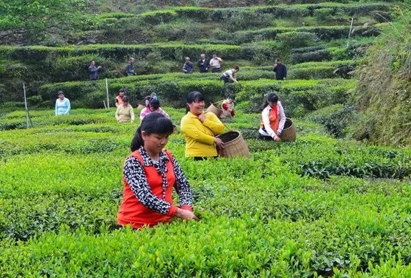 西岩高山富硒茶是什么茶