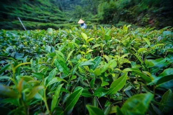 西岩高山富硒茶是什么茶