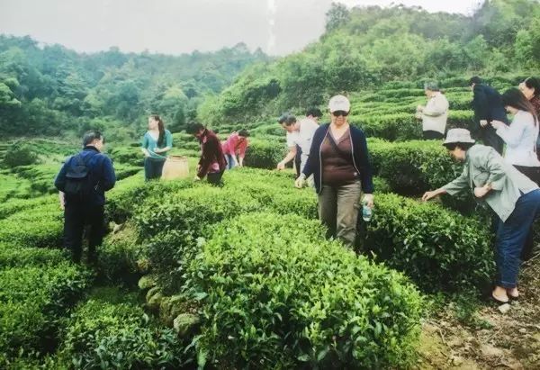 西岩高山富硒茶是什么茶