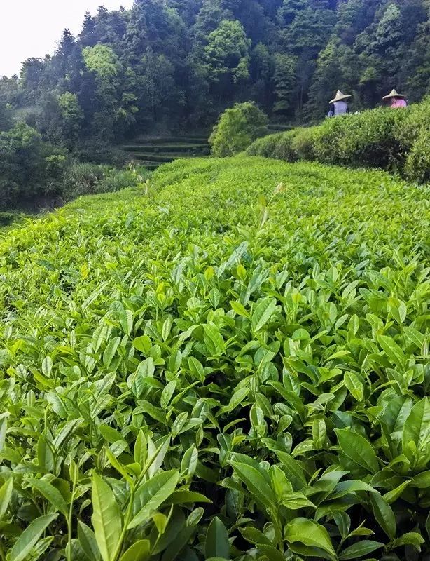 西岩高山富硒茶是什么茶