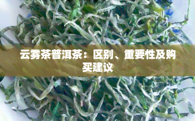 云雾茶普洱茶：区别、重要性及购买建议