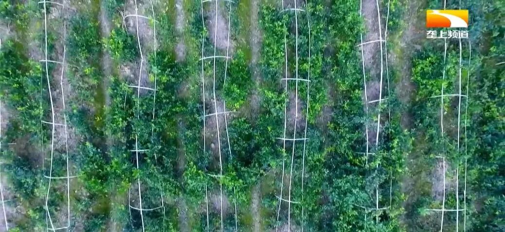 广西恩施富硒茶哪里有卖