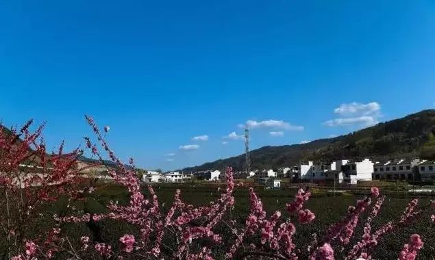 平利女娲富硒茶是绿茶吗