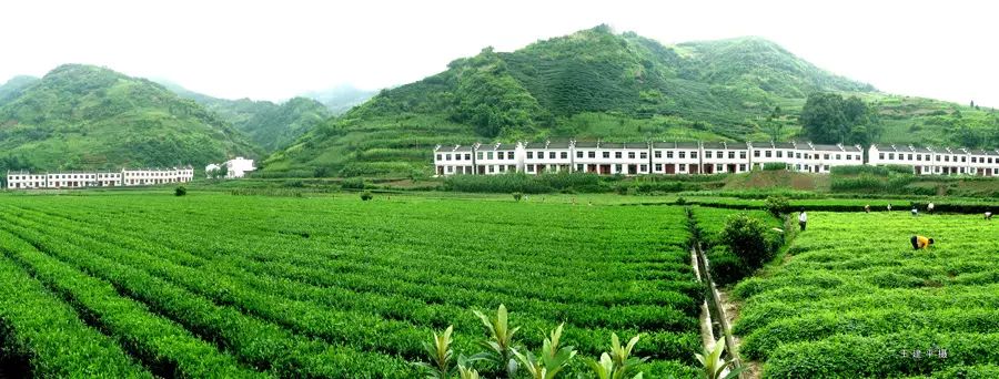 平利女娲富硒茶是绿茶吗