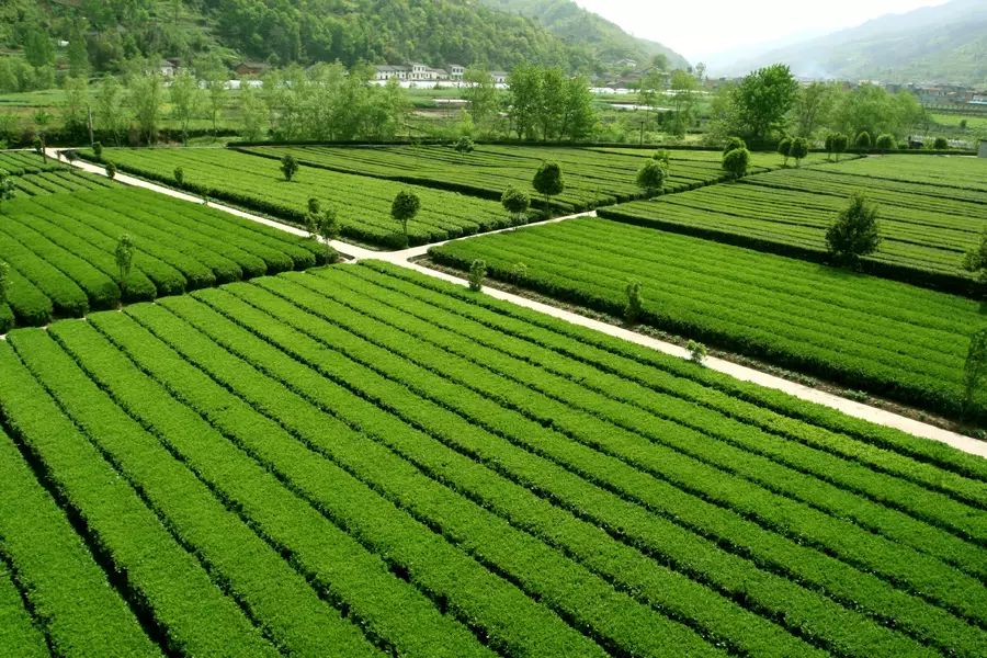 平利女娲富硒茶是绿茶吗