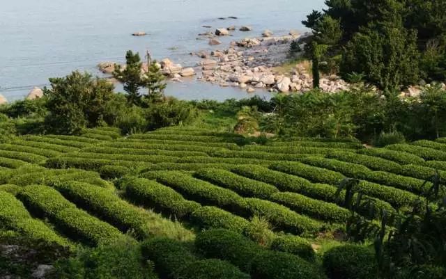 紫阳的毛尖是不是富硒茶