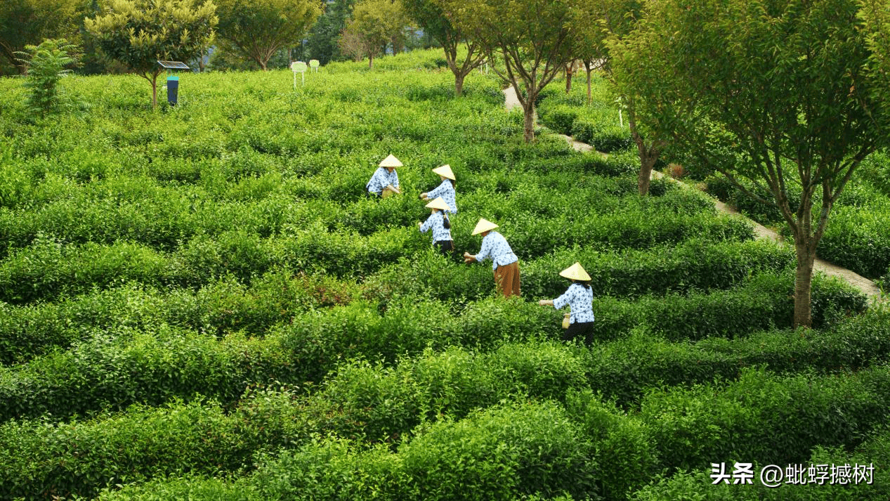 紫阳富硒茶哪家好喝点啊