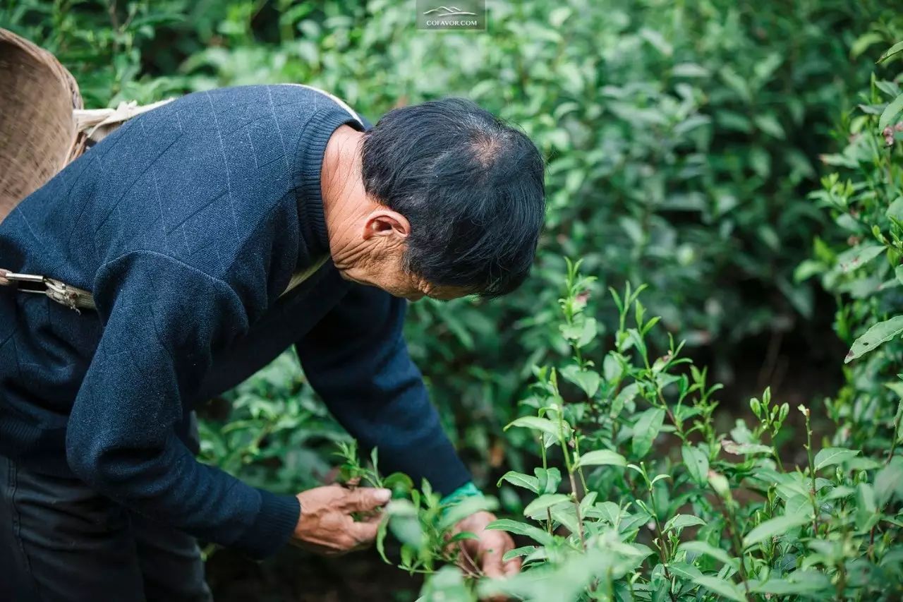 西安卖紫阳富硒茶的地方