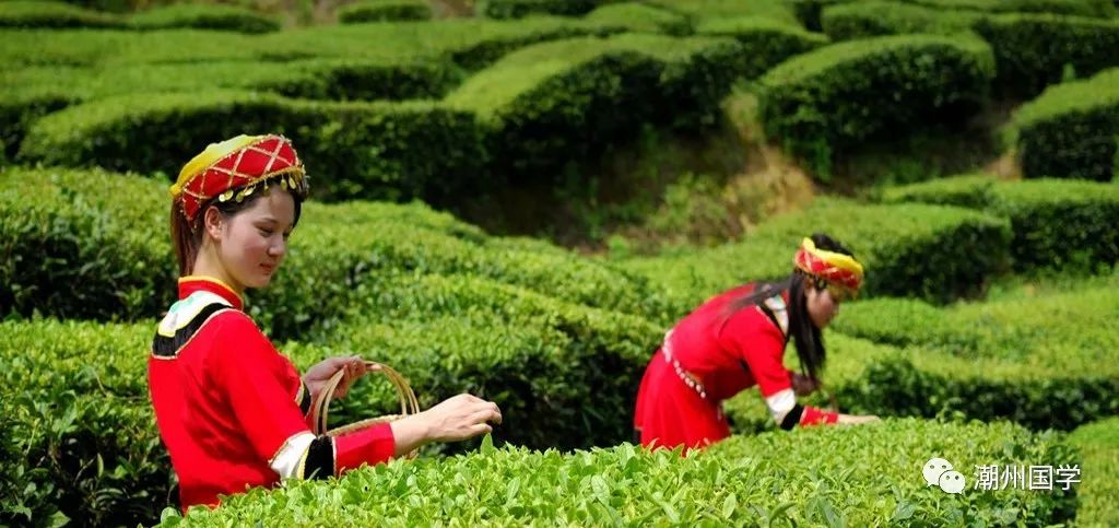 明前陕西紫阳富硒茶价格