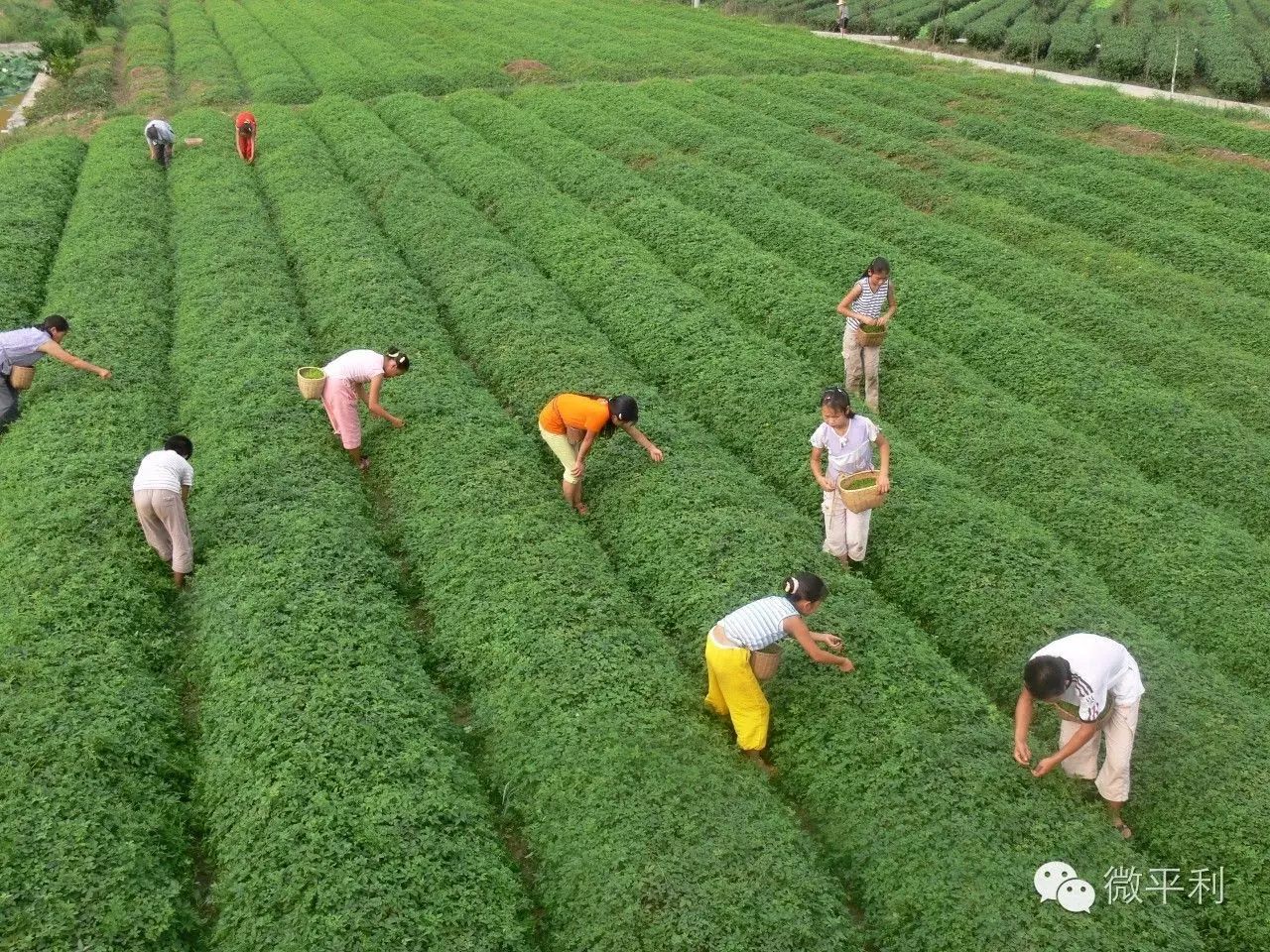 我为安康富硒茶代言奖项