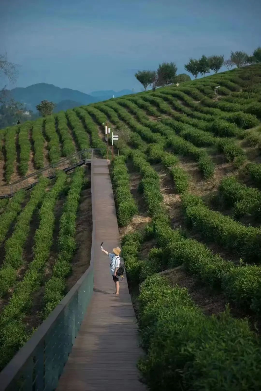 西安紫阳富硒茶在哪里卖