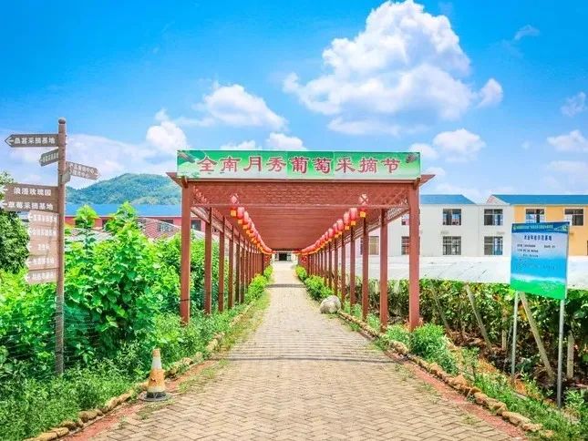 富硒桑叶茶什么时候喝好