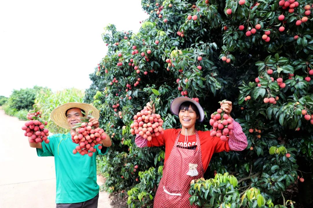 广西贵港港农桑叶茶富硒