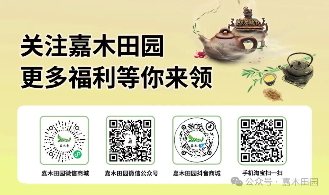 富硒桑叶茶什么时候喝好