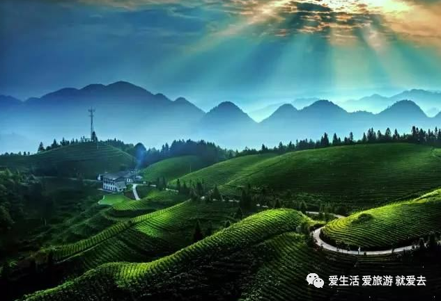 如何在恩施当地买富硒茶