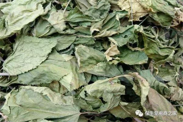 富硒桑叶茶什么时候喝好