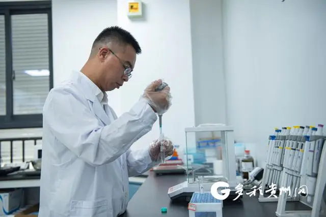 在贵阳哪里买开阳富硒茶