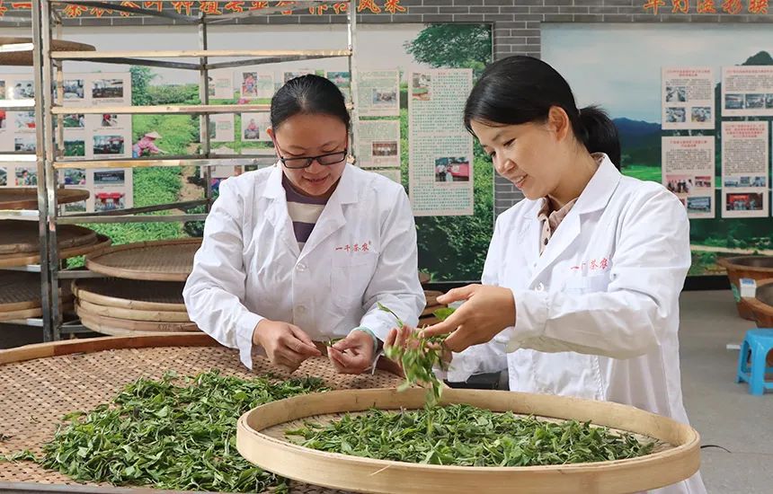 兴业县山心茶   富硒