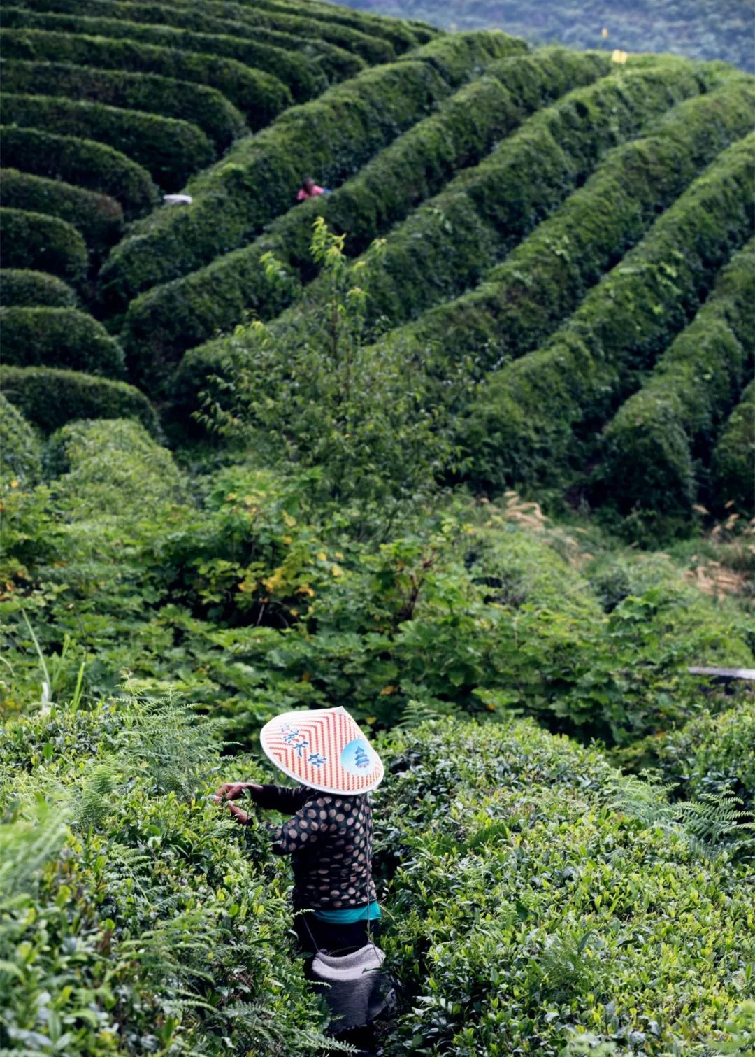 哪个地方富硒茶最好喝的