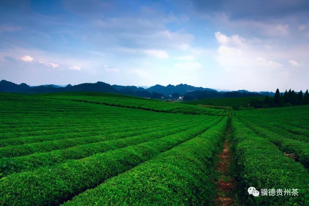 贵州哪些地方产富硒茶呢