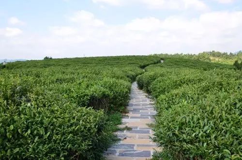 贵州哪些地方产富硒茶呢