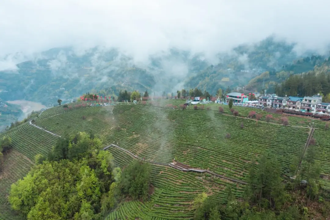 紫阳富硒茶怎么发朋友圈