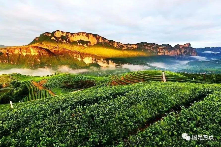 恩施富硒茶总批发怎么样