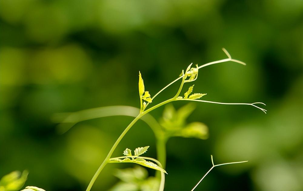 陕青与紫阳富硒茶哪个好