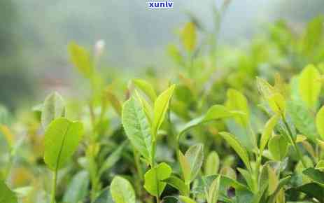 富硒杯子可以泡茶吗-富硒杯子可以泡茶吗?