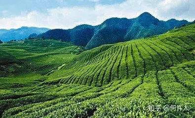 富硒茶如何去喝才最好呢