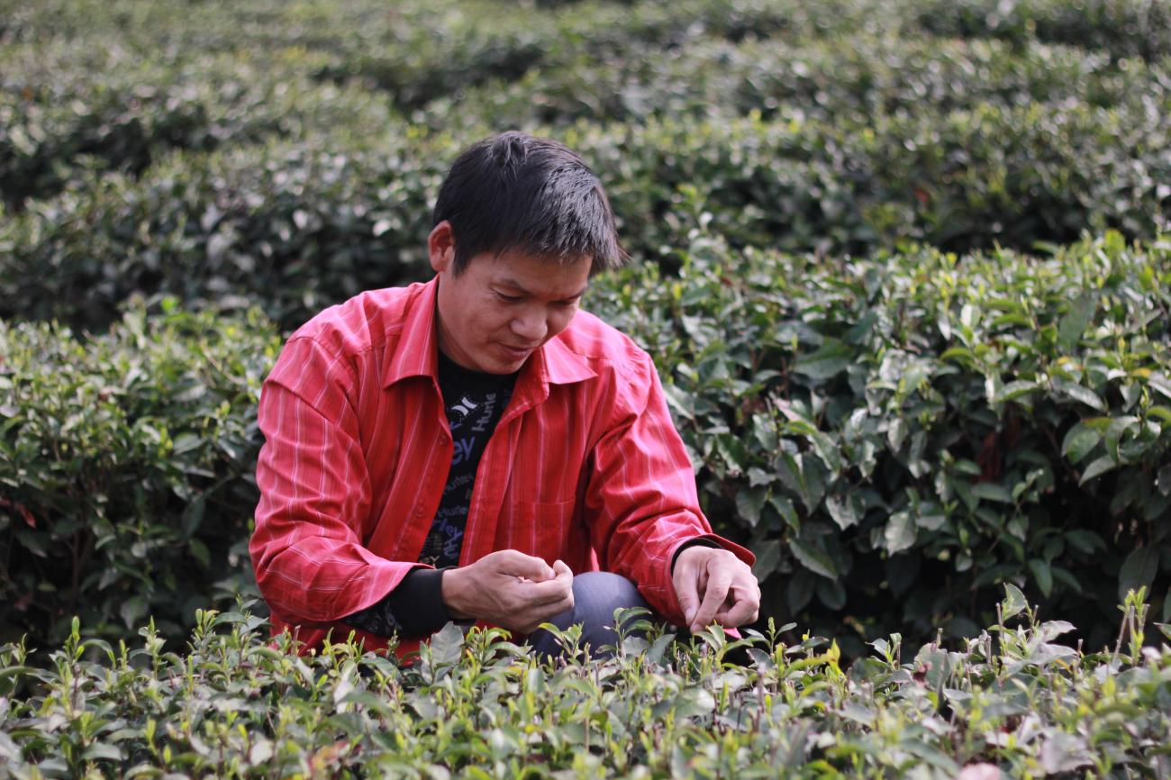 富硒紫阳茶在西安有店吗