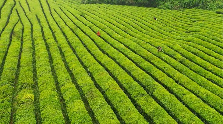 凤冈富硒茶产量多少年了