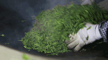 富硒红茶与普洱茶的区别