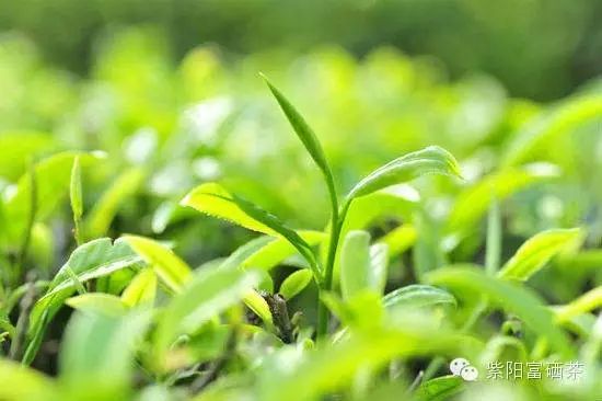 紫阳富硒茶效果如何样啊