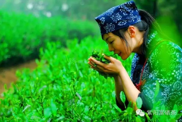 紫阳富硒茶效果如何样啊