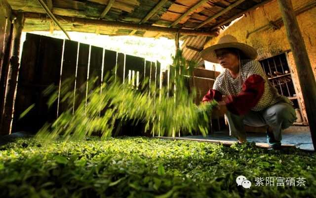 紫阳富硒茶效果如何样啊