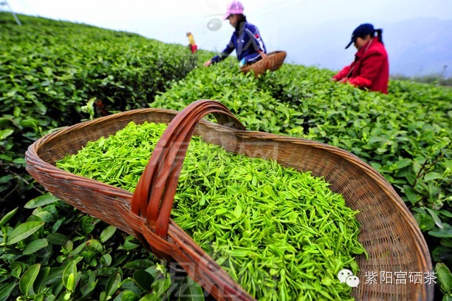 紫阳富硒茶效果如何样啊