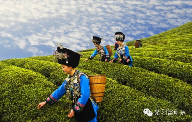 紫阳富硒茶效果如何样啊