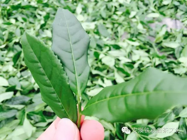 泉州富硒茶好喝吗怎么样