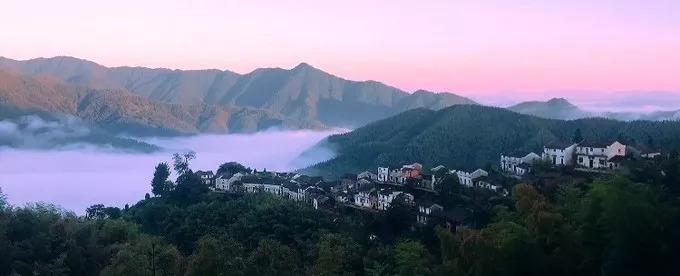池州仙寓山富硒野茶怎样