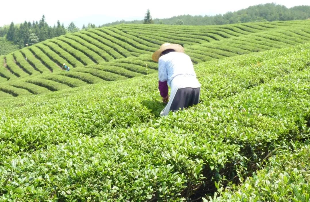 石台县高山富硒茶的功效