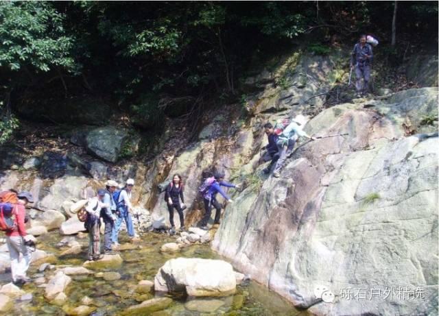 仙寓山富硒野生茶多少钱