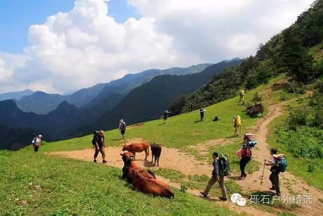 仙寓山富硒野生茶多少钱